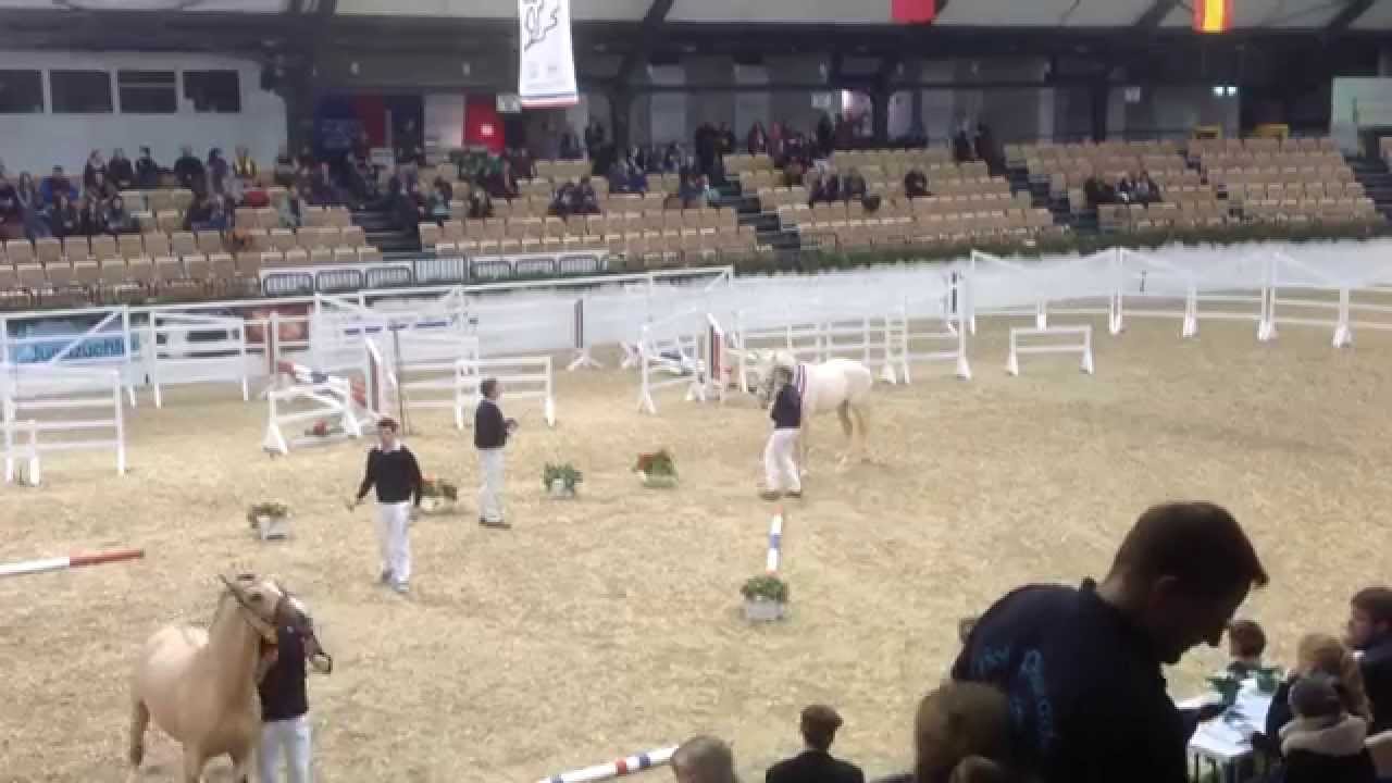 Körung 2015 Schrittring und Körergebnis Kleines deutsches Reitpferd