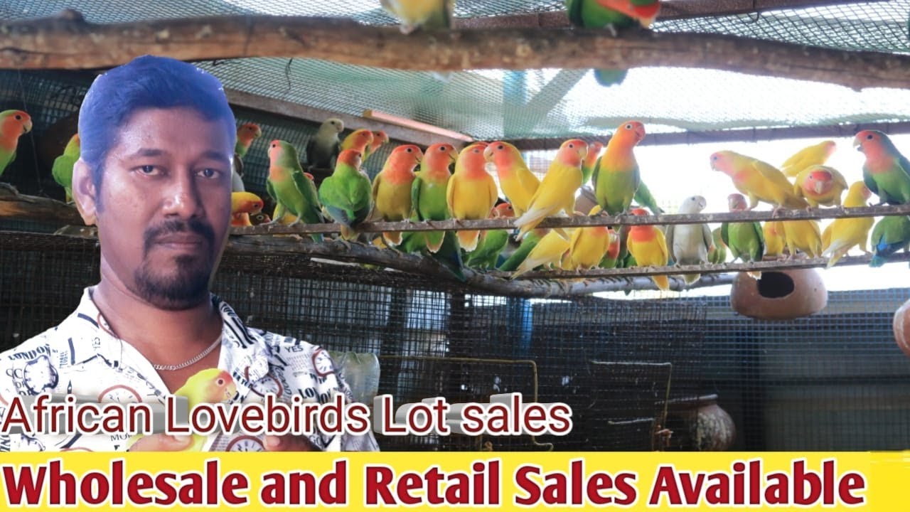 African Love birds Lot Sales / Ring and Non Ring Lutino  , Offline Verities , Cages , Pot available