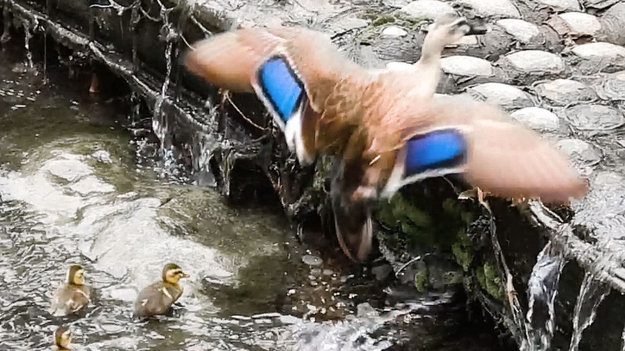 Один утёнок не смог взобраться… Но мама его не бросила 🐤🦆 Трогательный момент