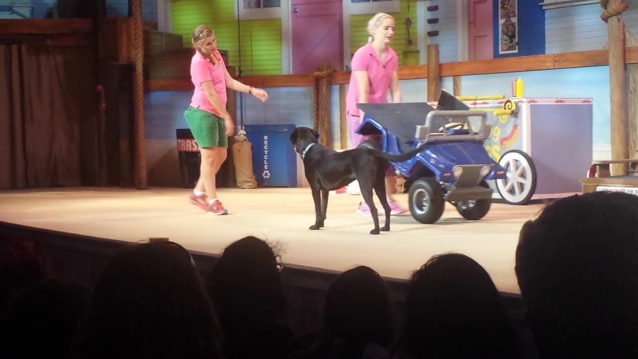 Pets Ahoy! SeaWorld San Antonio 2017!