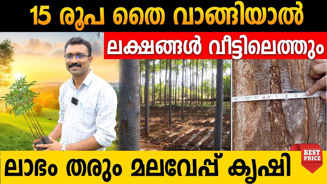 ലാഭം തരും മലവേപ്പ് കൃഷി 15 രൂപ തൈ വാങ്ങിയാൽ  ലക്ഷങ്ങൾ വീട്ടിലെത്തും | Melia dubia plants