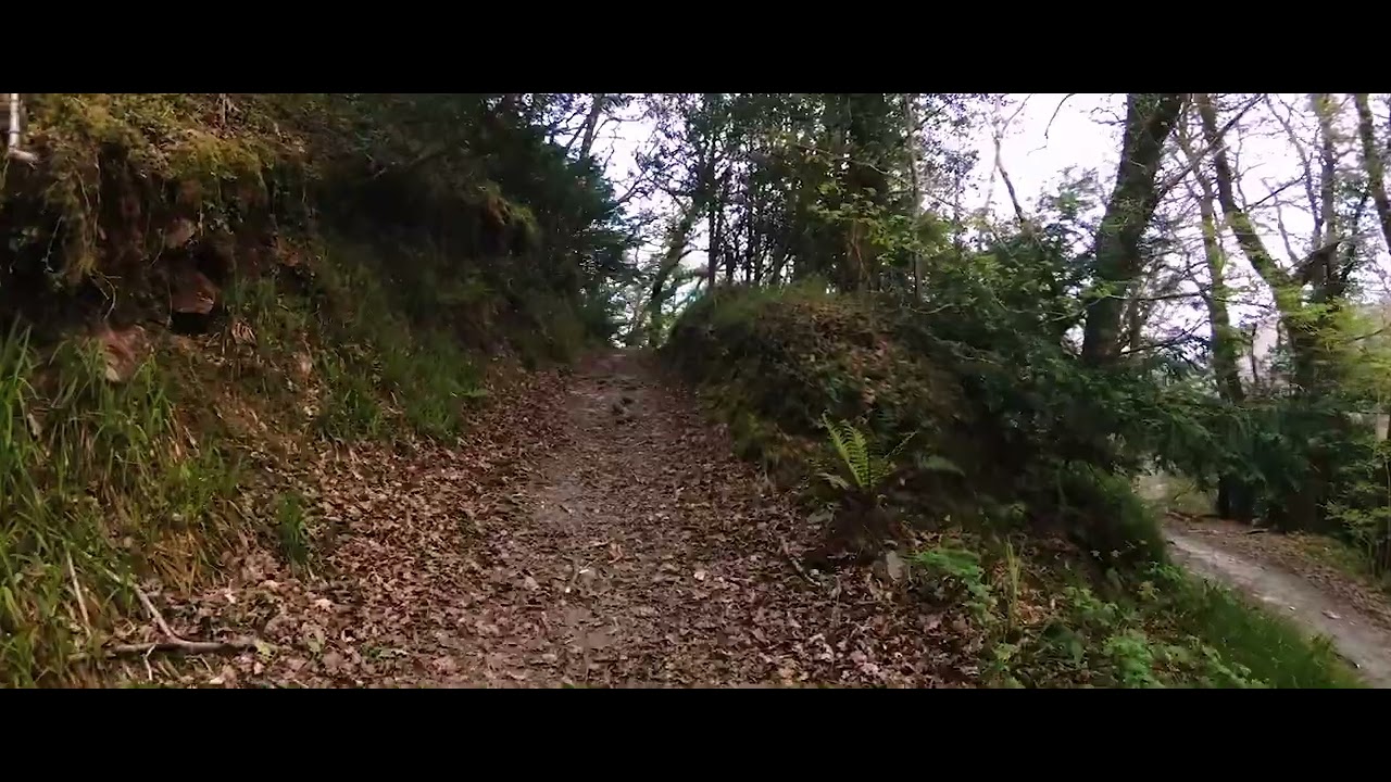 From woodland bridge to bluebells - Lee Abbey