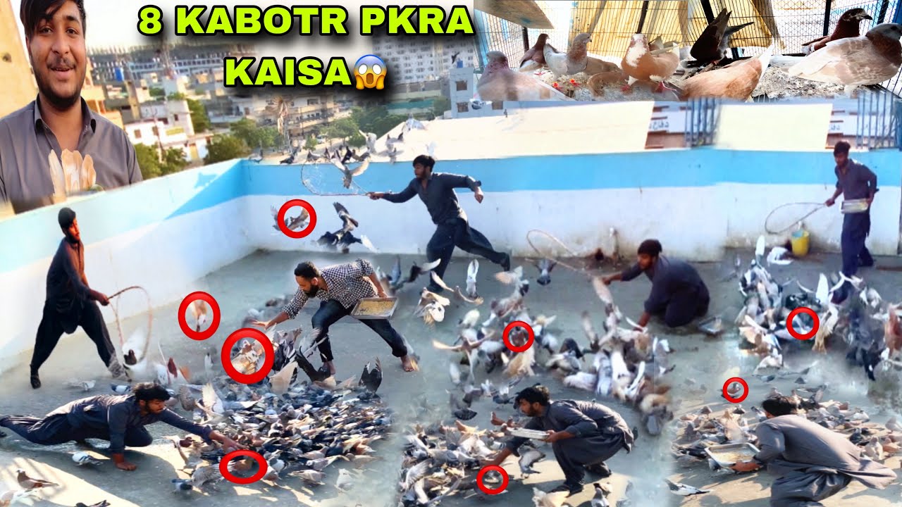 500 Kabootron Ki Laraiya Or 8 Kabootar Pkre Kaisa😱 || Gola Pigeon Laraiya