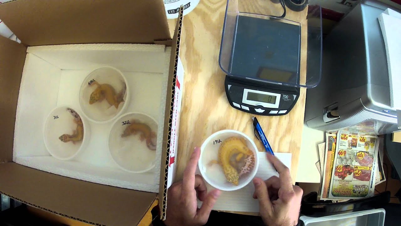 Shipping geckos