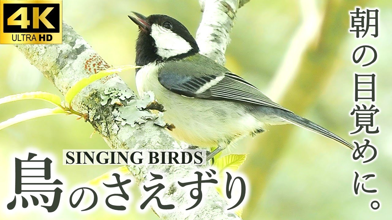 【朝の目覚めに】鳥のさえずり・川のせせらぎ（癒しBGM・新緑の森）natural sound 1hour - bird songs, water