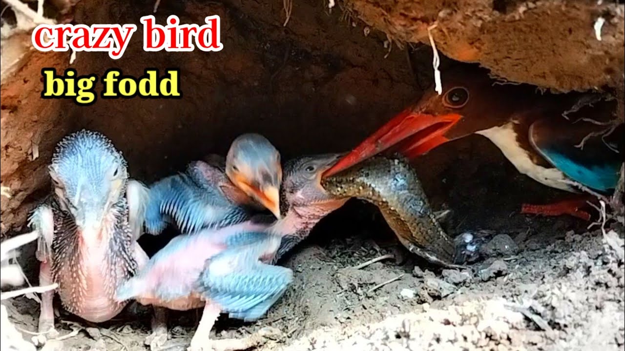 KELAPARAN‼️ANAK KINGFISHER HAMPIR PINDAH ALAM KARENA MAKAN TAK WAJAR 