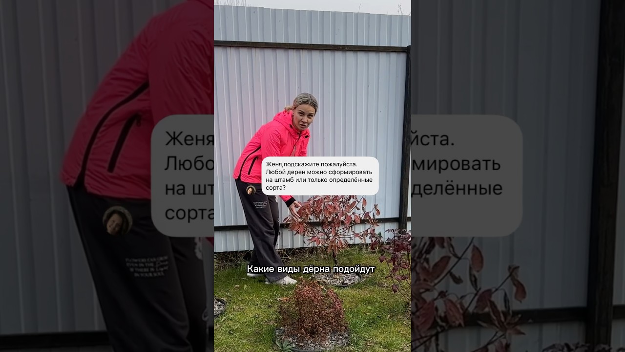 Штамб можно формировать из любых кустарников #дерен #штамб #формирование #агроном #дача #огород