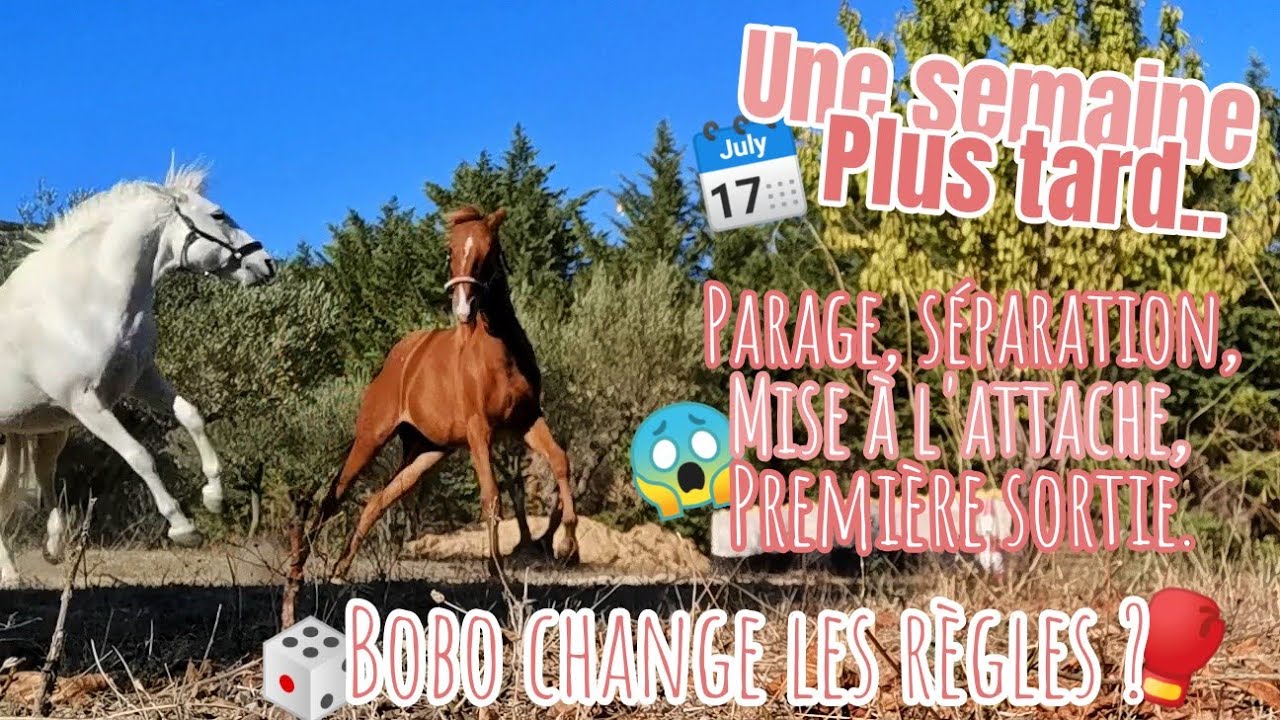 BOHÈME CHANGE LES RÈGLES, PREMIÈRE SORTIE, SÉPARATION, PARAGE.. UNE SEMAINE AVEC NOUS 🗓️🙃