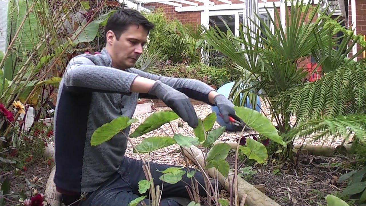 Exotic Gardening UK Yorkshire Kris Episode 42