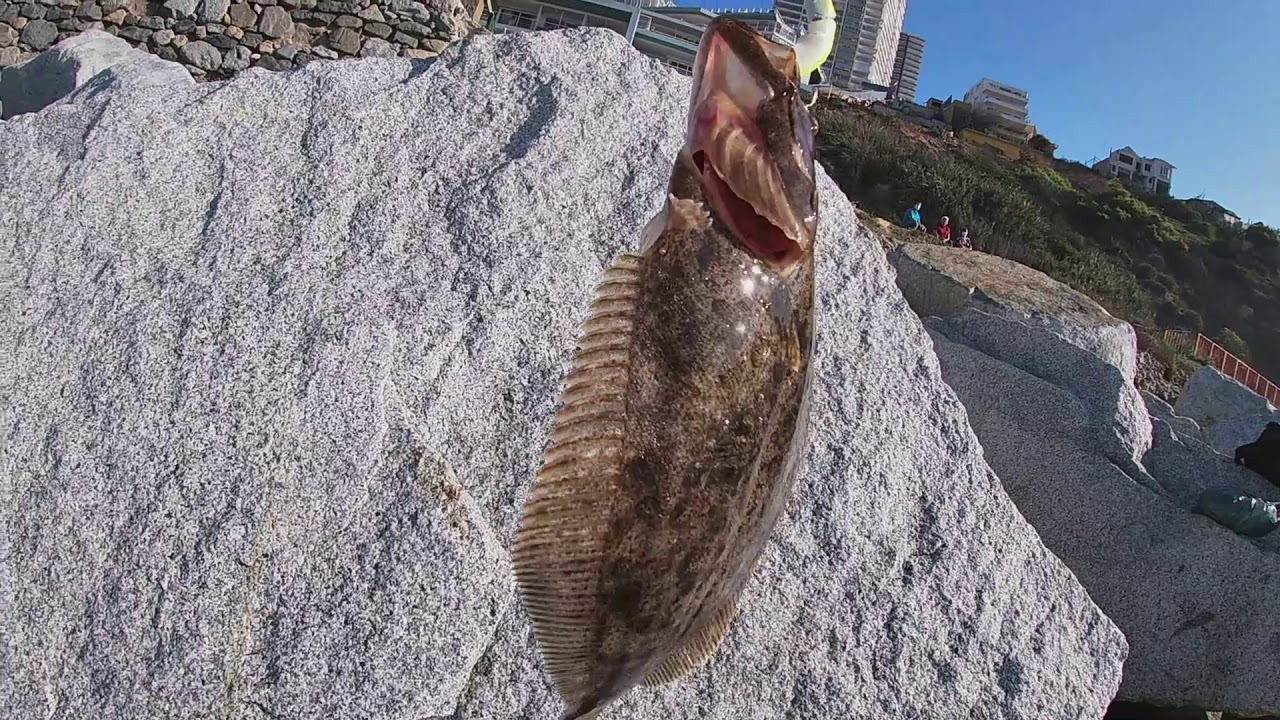pesca de lenguado , concon , playa los lilenes