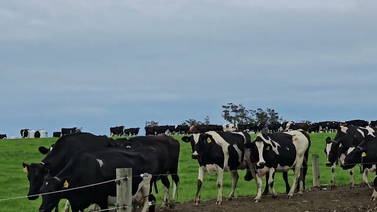 New Zealand Dairy Farming / moving the cows to the other paddock