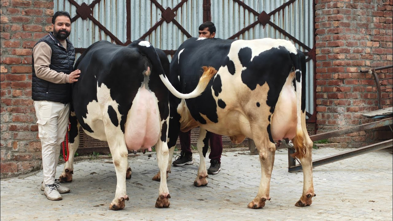 6 Cows for sale, 6 ਗਾਵਾਂ ਮੇਲਿਆਂ ਵਾਲੀਆਂ ਵਿਕਾਊ 