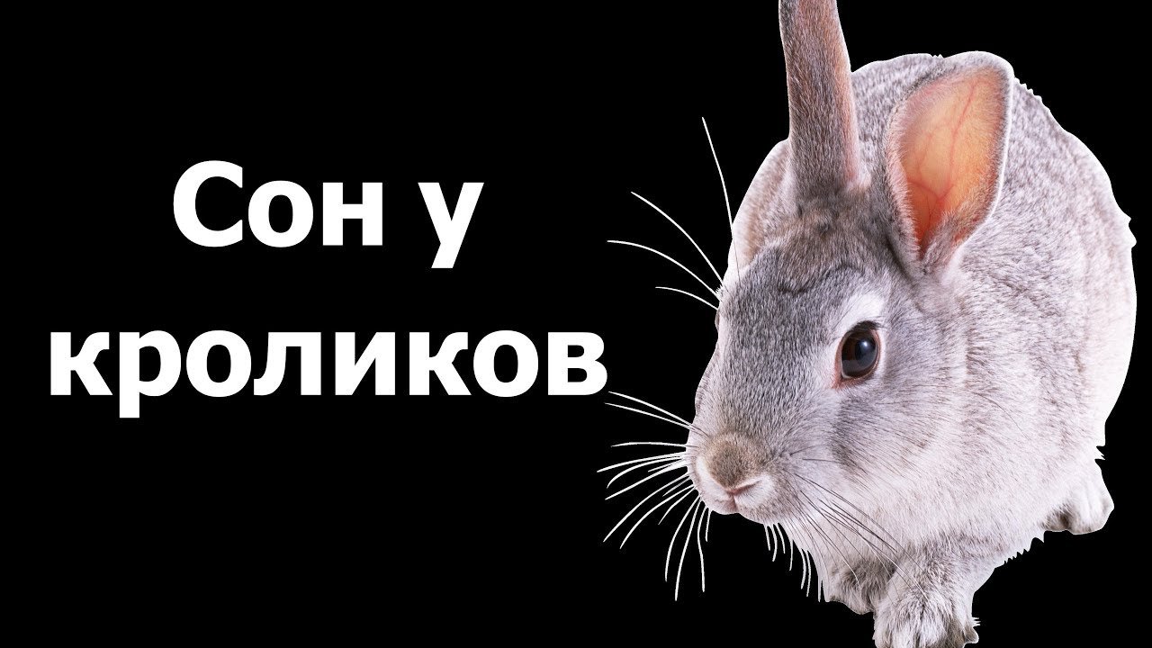 Как спят кролики 🐇 Сколько спят кролики