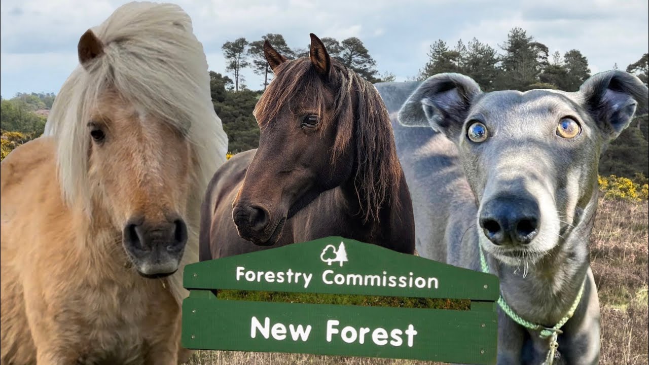 GREYHOUND meets deer, wild ponies and oldest tree in NEW FOREST