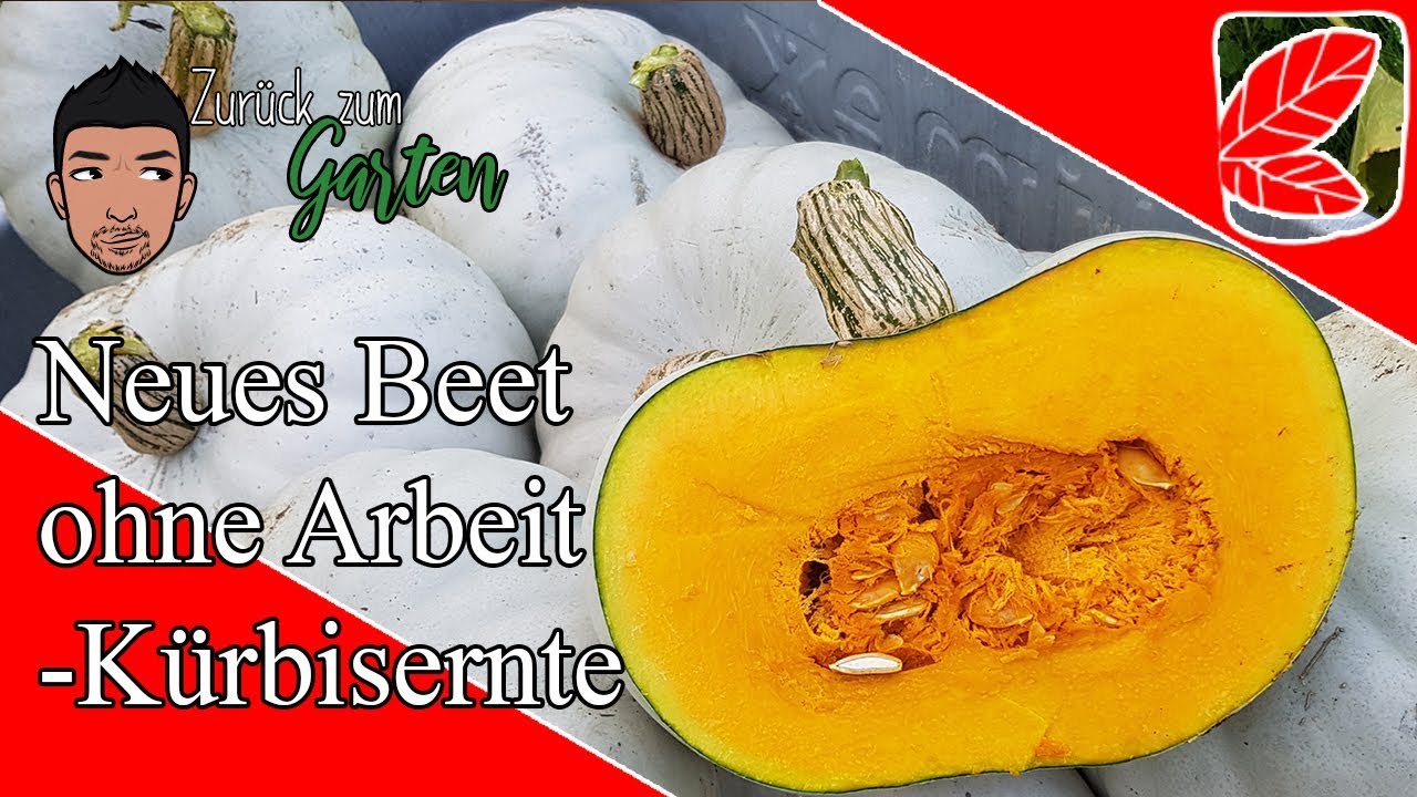 Neue Beete ohne Arbeit mit Kürbisernte