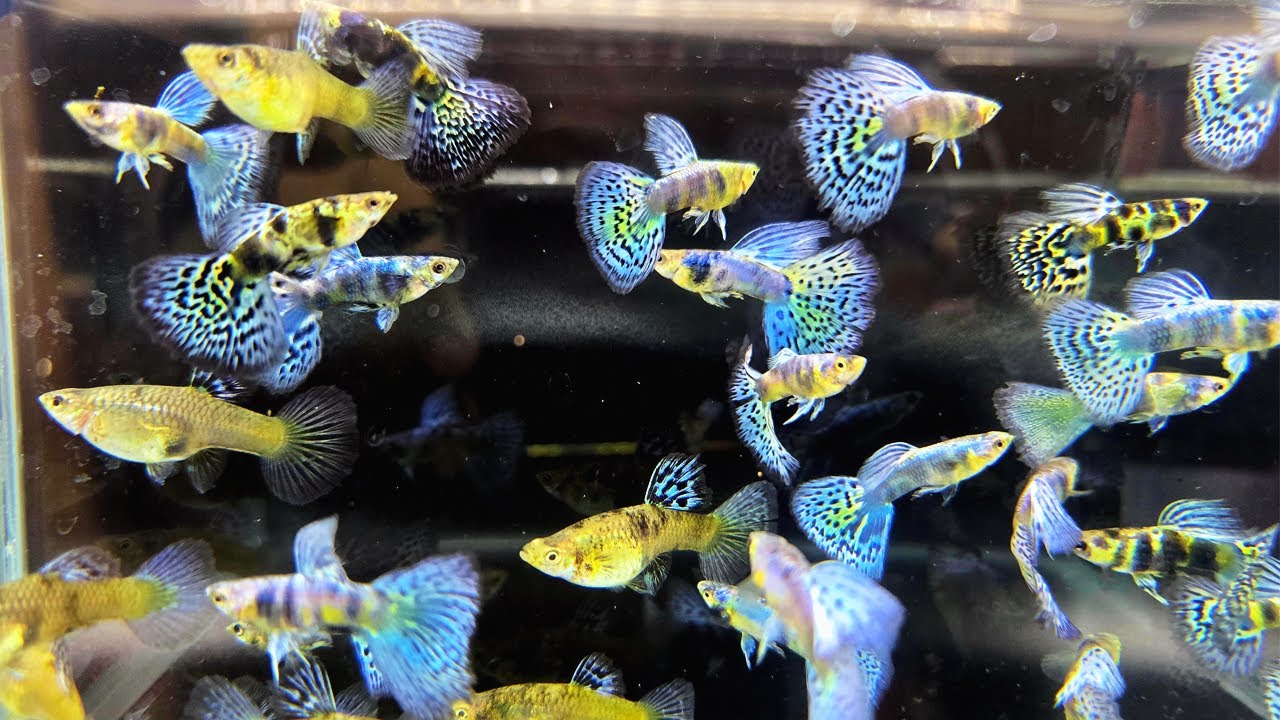 8 jenis ikan hias air tawar  cantik yang bisa dipelihara di pot bunga