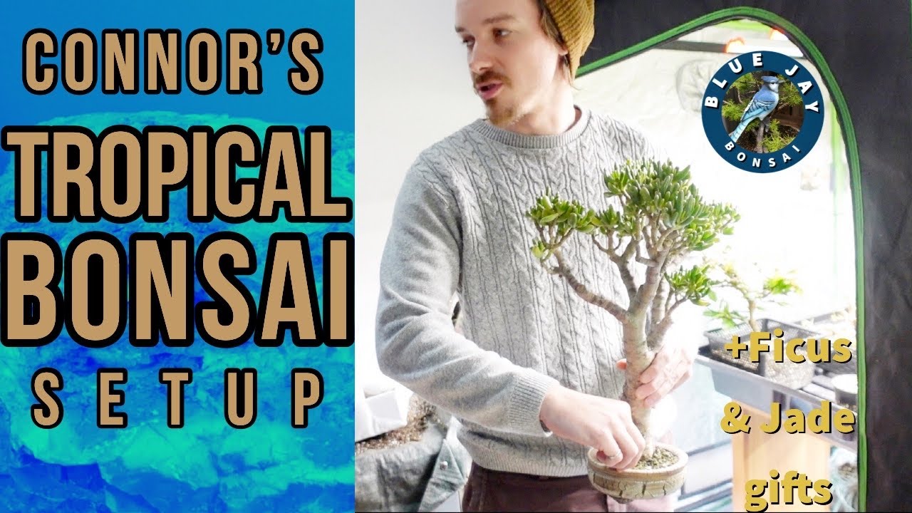 Connor's Indoor Tropical Bonsai Setup - With Connor & Vince