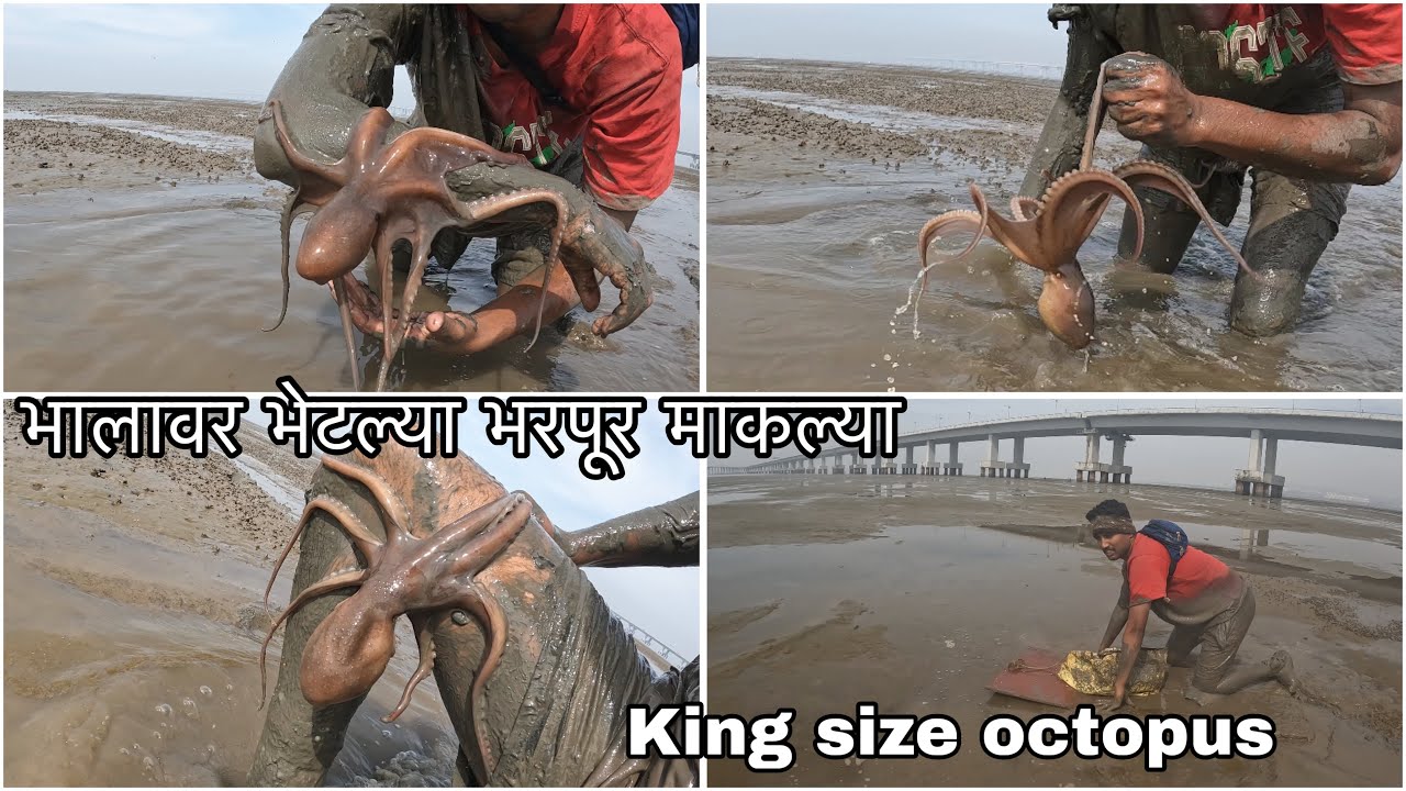 Dangerous octopus 🐙 catching | आज भालावर भेटल्या king size च्या भरपूर माकल्या | 