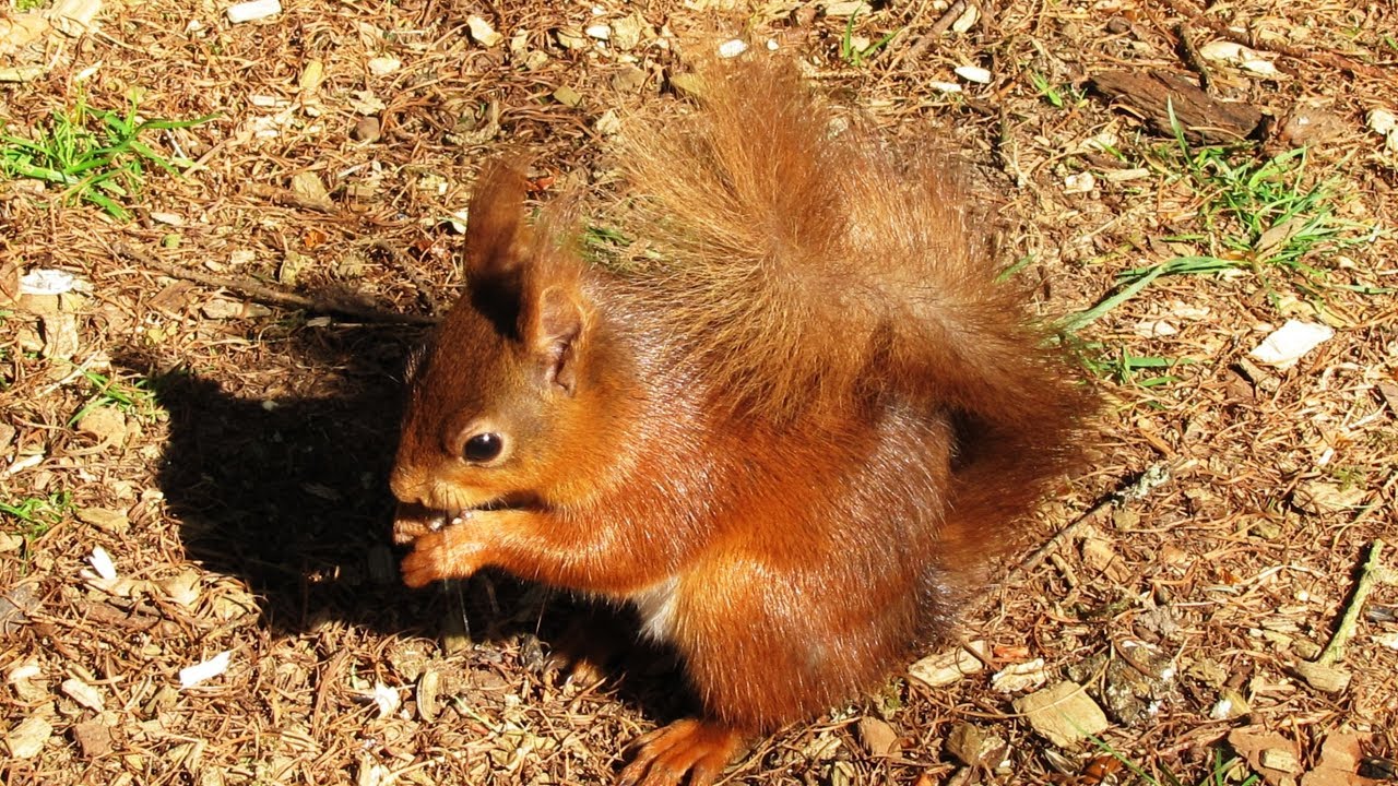 Yorkshire Dales Country Walk   Snaizeholme Red Squirrel Trail in Widdale near Hawes round
