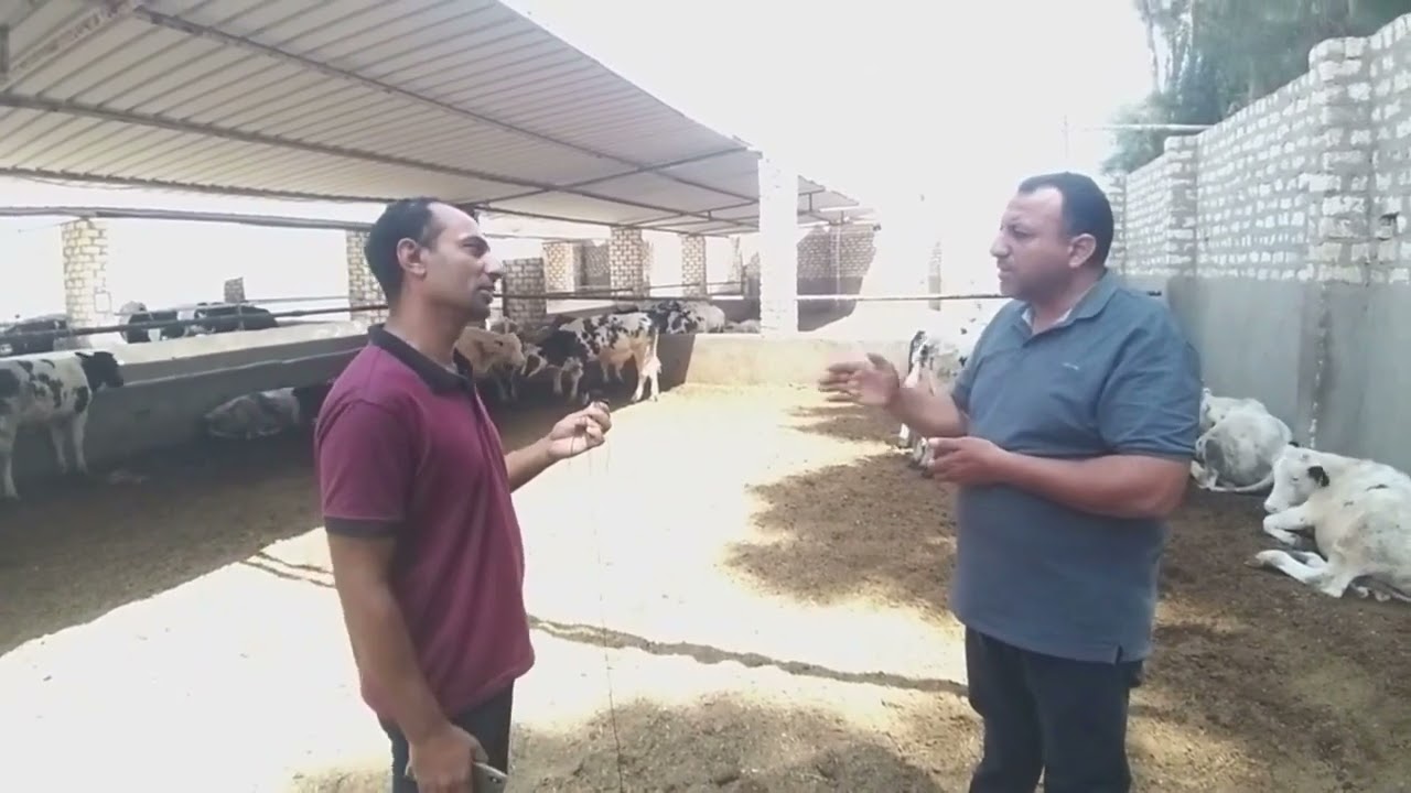 تسمين العجول افضل من وظيفه في البنك تجربه استاذ احمد