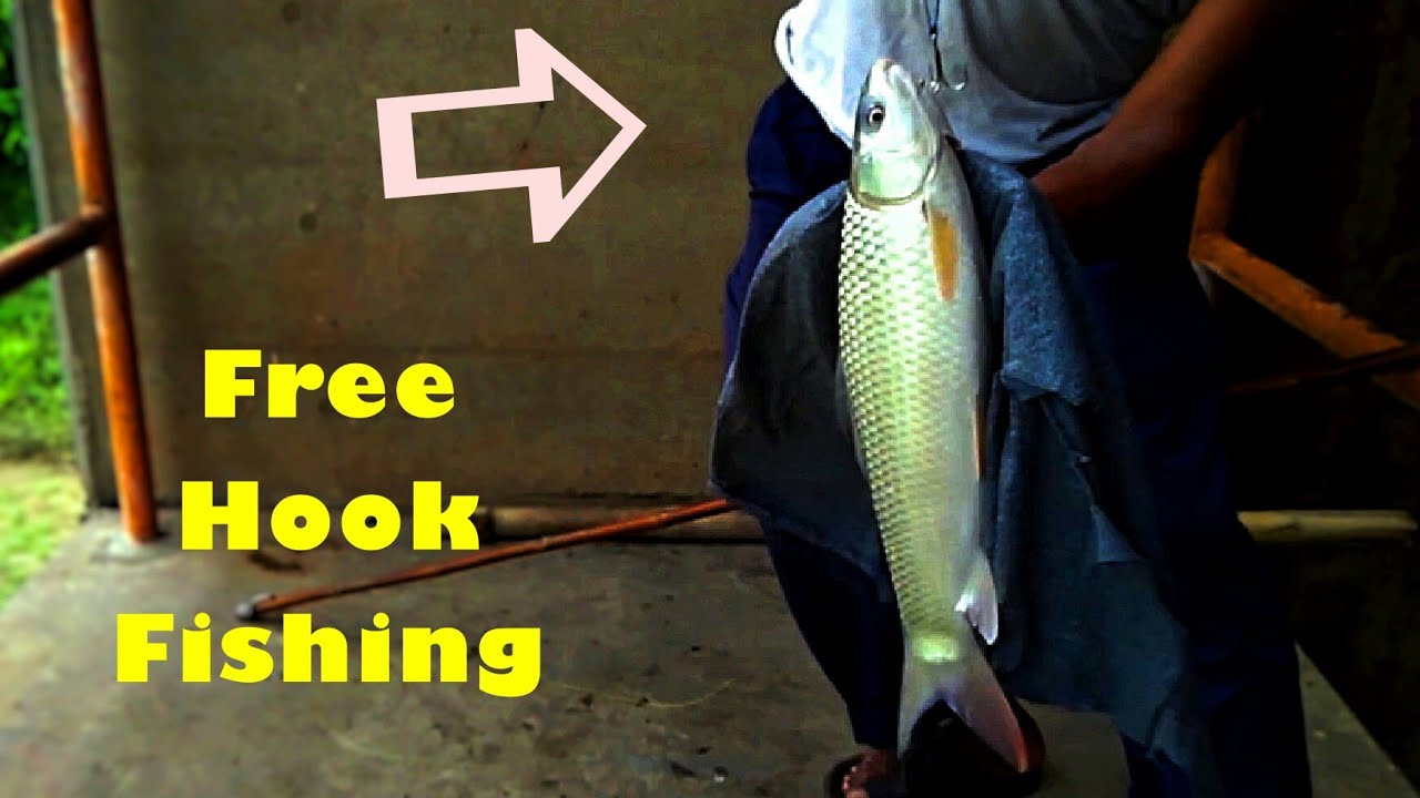 Insane Fishing with Free Hook || Bait less fishing Idea