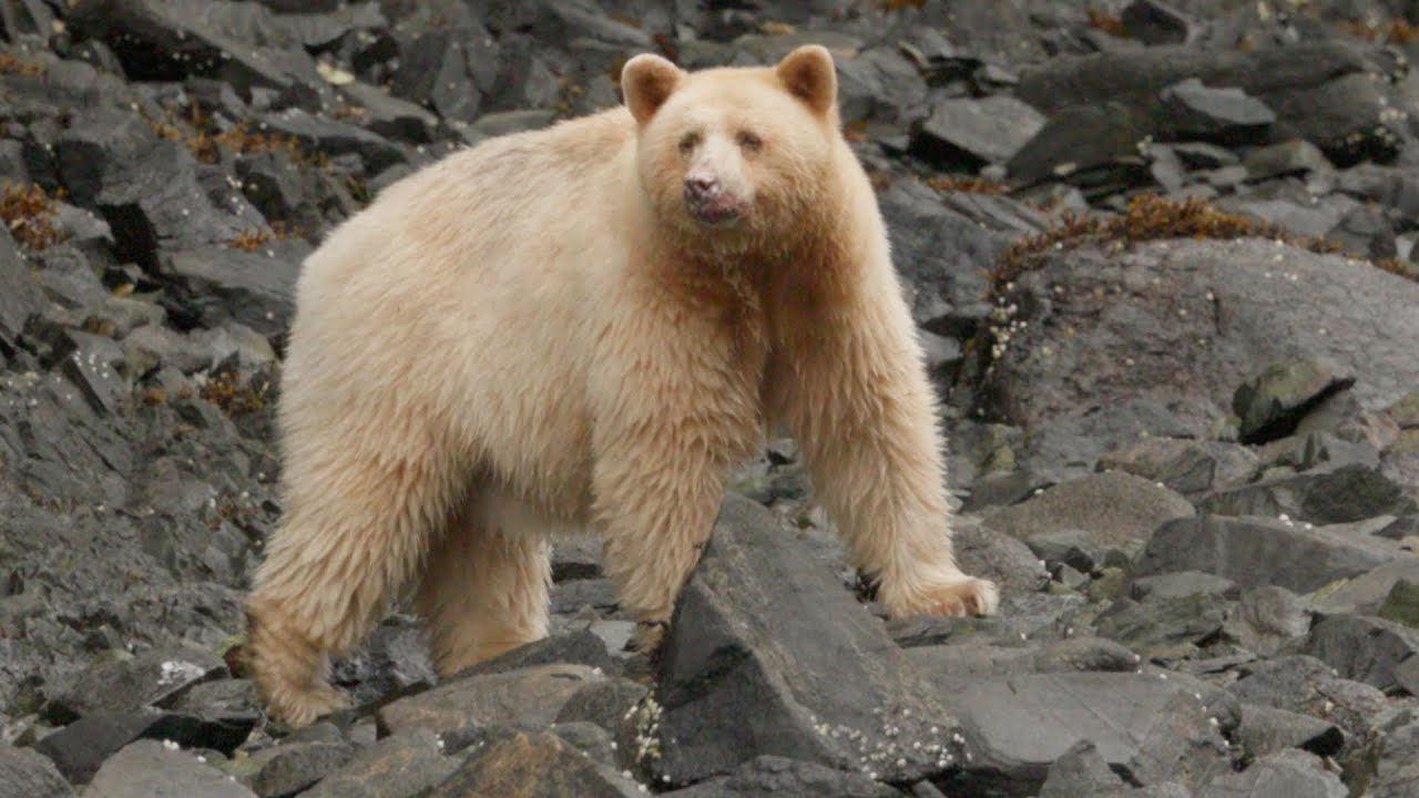 Spirit Bear Lodge, Klemtu, BC – October 2025