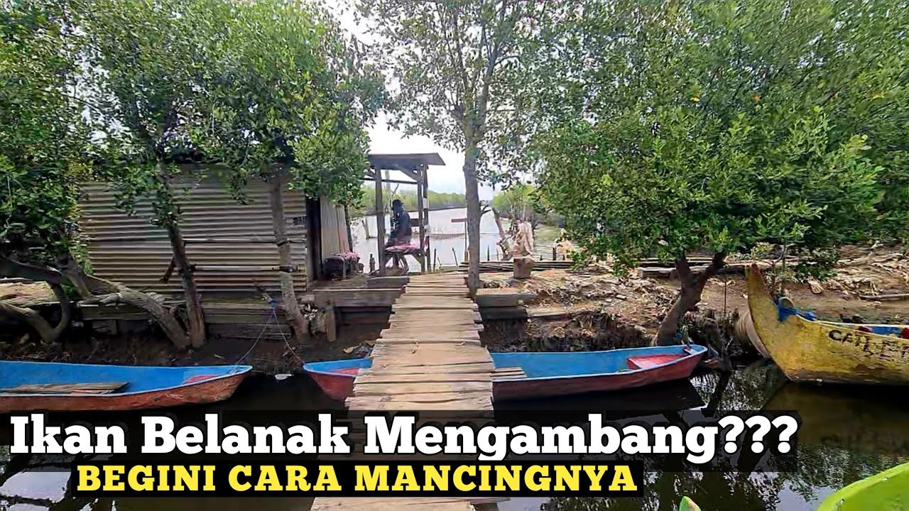 Cara Mudah Mancing Ikan Belanak Ngambang