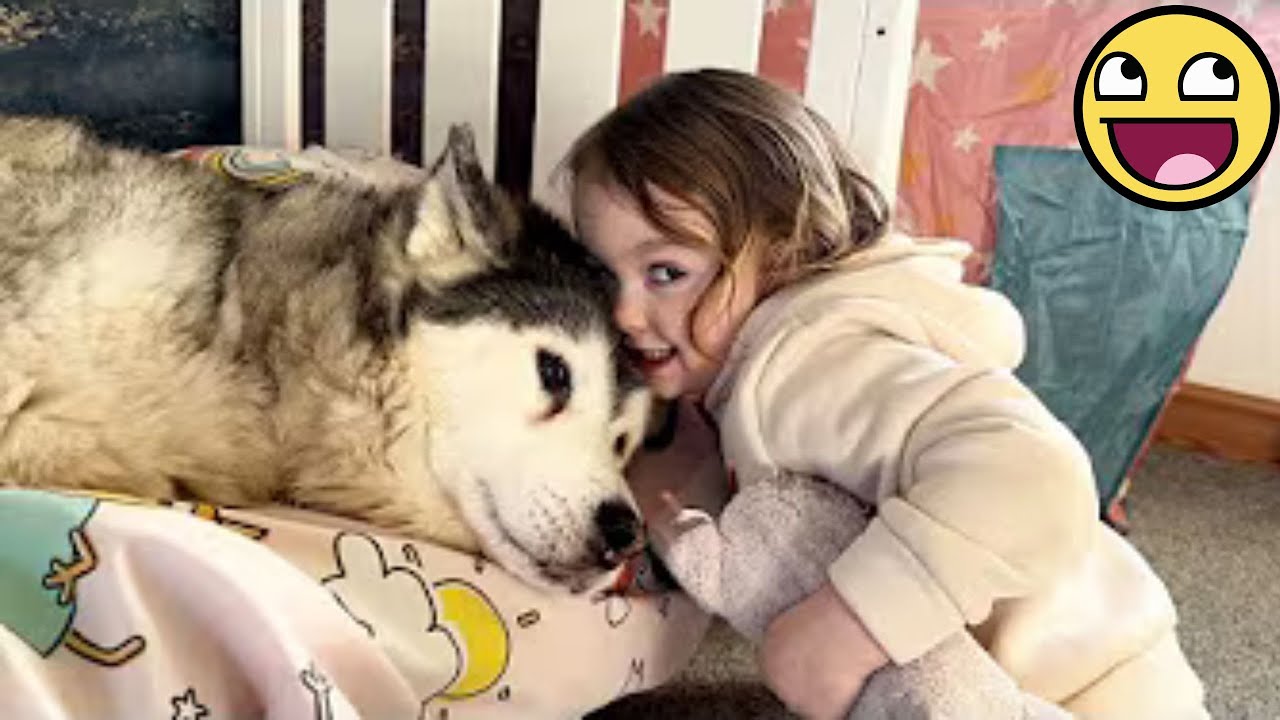🐶 Husky Dogs and Their Helpless Owners – You Won't Stop Laughing!💞