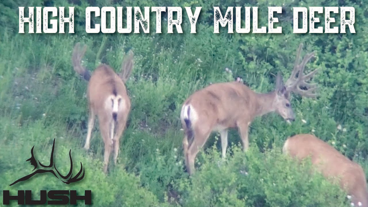 GLASSING HIGH COUNTRY MULE DEER IN VELVET!