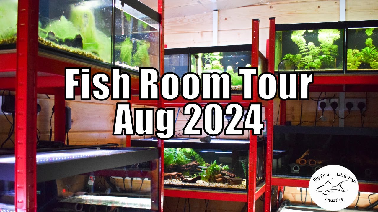 Fish Room Tour August 2024