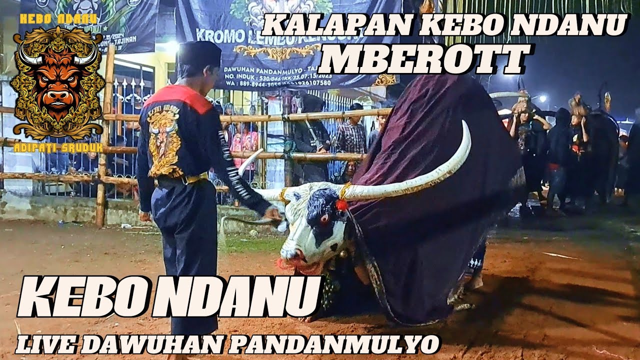KALAPAN KEBO NDANU ADIPATI SRUDUK live dawuhan pandanmulyo tajinan
