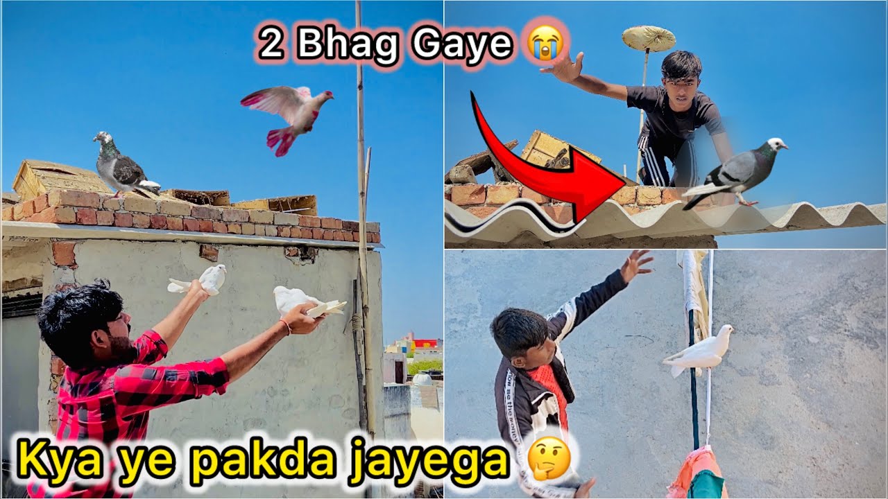 1 pakdne k Chakar main 2 kabutar Bhag Gaye 😑 || Subh se Sham Hogyi pakdte pakdte 😮