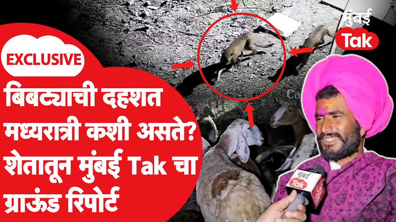 Leopard Attack in Junnar | बिबट्यांची रात्री कशी दहशत असते? थेट शेतातून ग्राऊंड रिपोर्ट | Pune