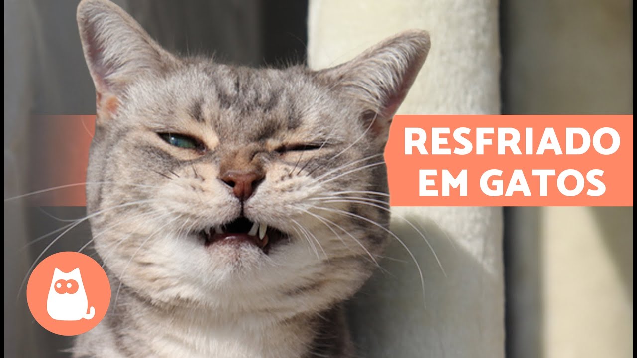 5 REMÉDIOS CASEIROS PARA RESFRIADO EM GATOS 🐱✅ O que posso DAR ao meu GATO COM RESFRIADO?