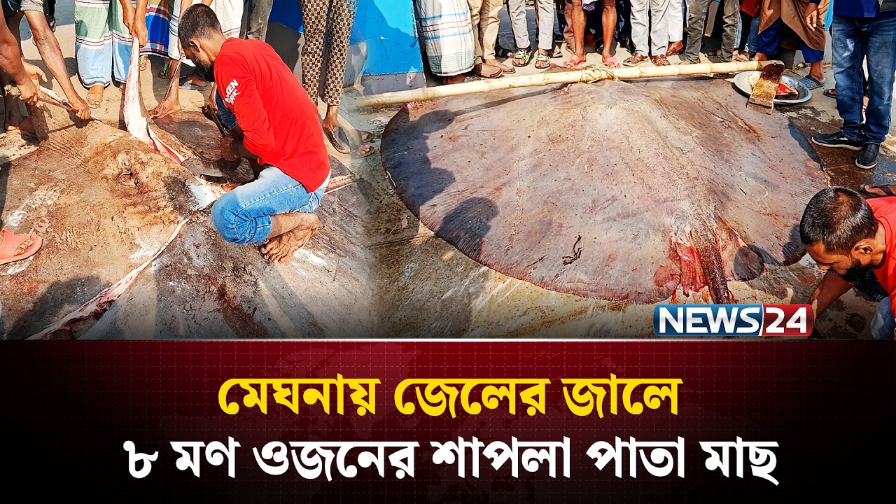 ৮মণ ওজনের দৈত্যাকার মাছ, তুলতে লাগলো ১৫ জন! | News24