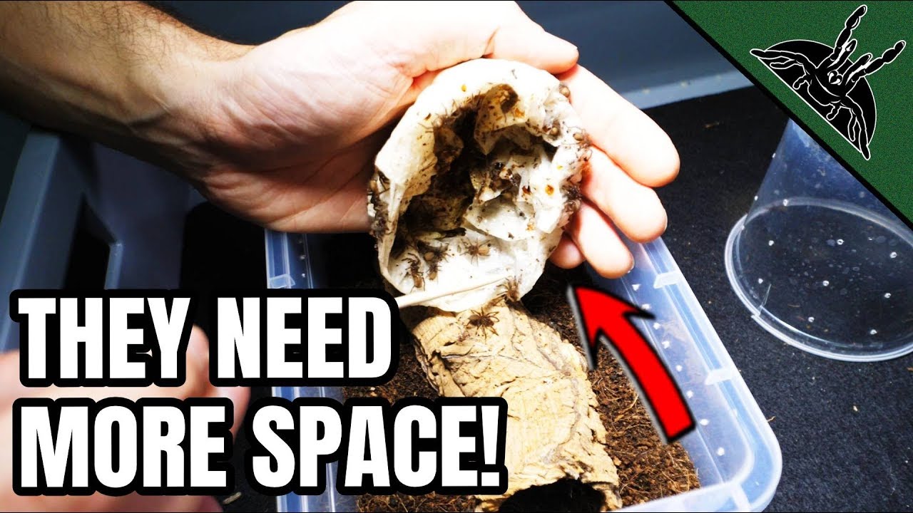 Moving all the SPIDER BABIES!