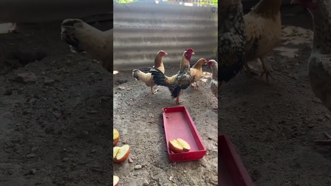 Xem 1 ngày chăm gà với mình nhé 