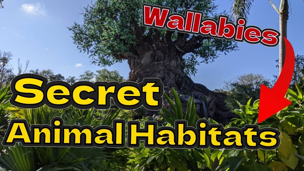 Best Animal Viewing Spots at Animal Kingdom