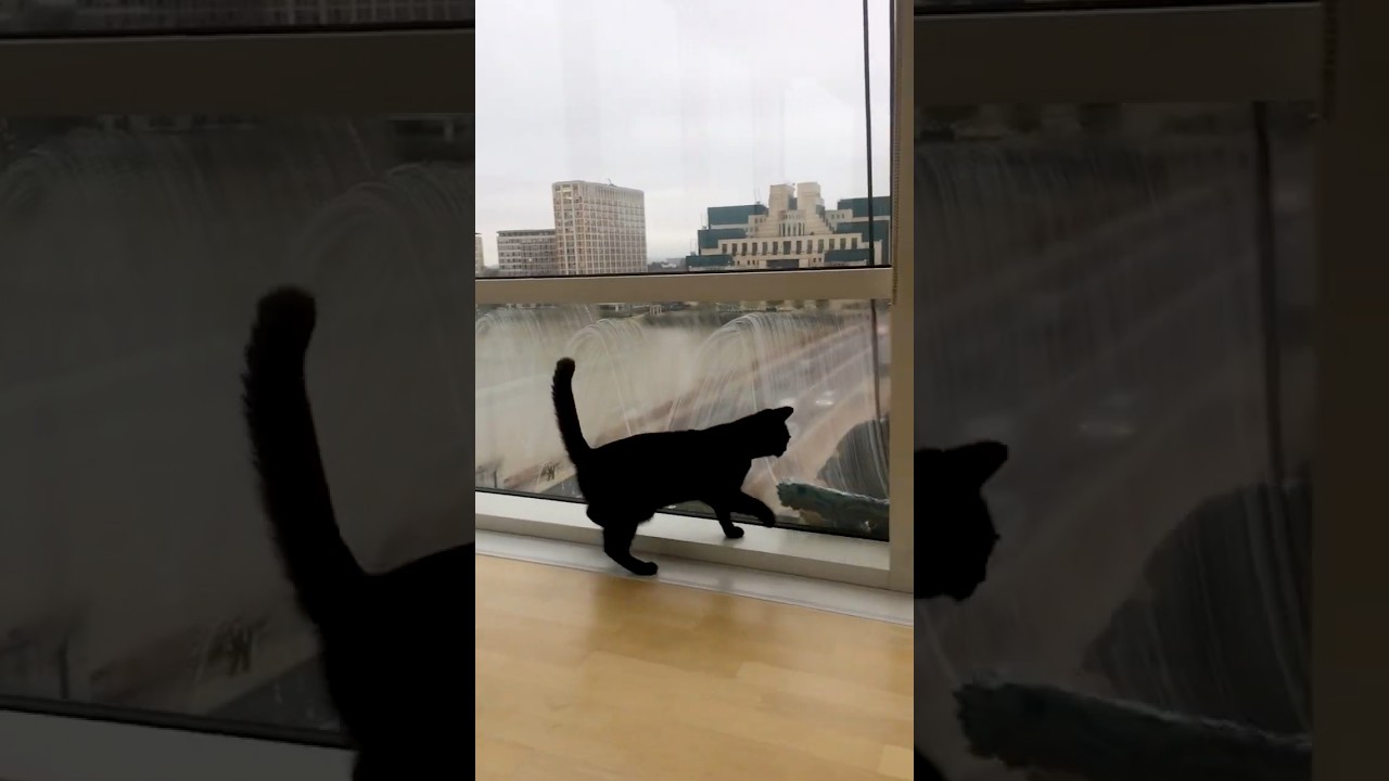 Adorable Kittens! 😻 | Hilarious Cat Videos