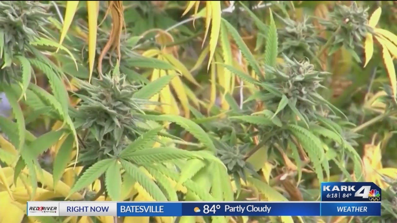 UPDATE: Medical Marijuana Commissioner responds to testimony of River Valley Relief Representatives