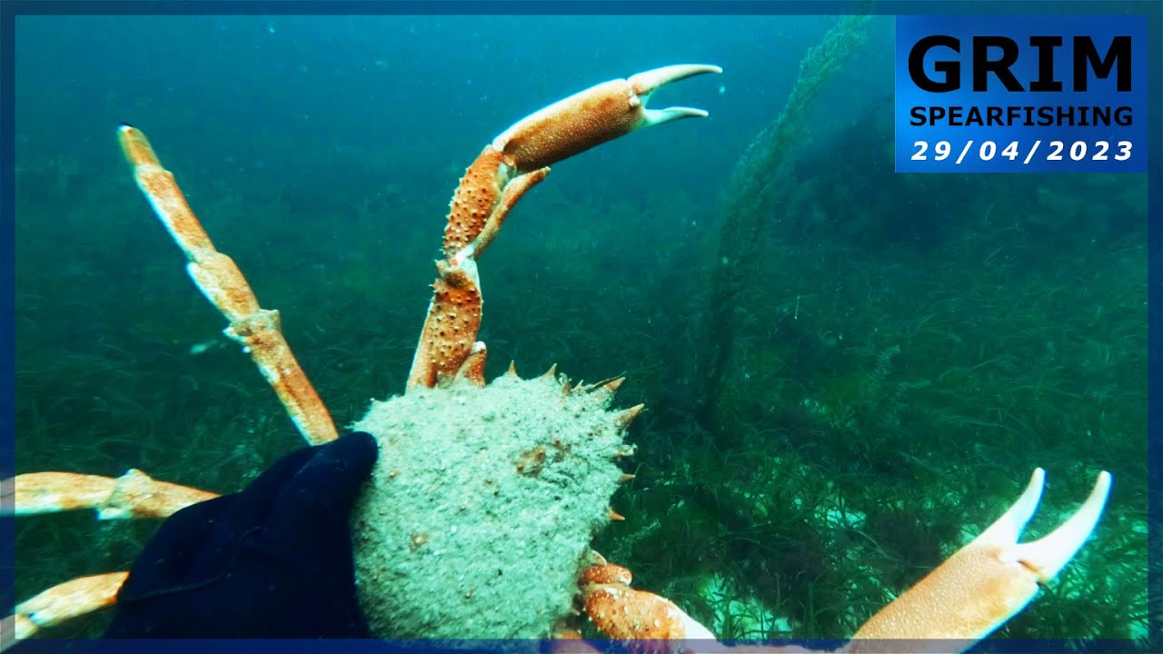 Chasse sous-marine (Côtes d'Armor 22) - Le plein d'araignées dans une eau cristalline