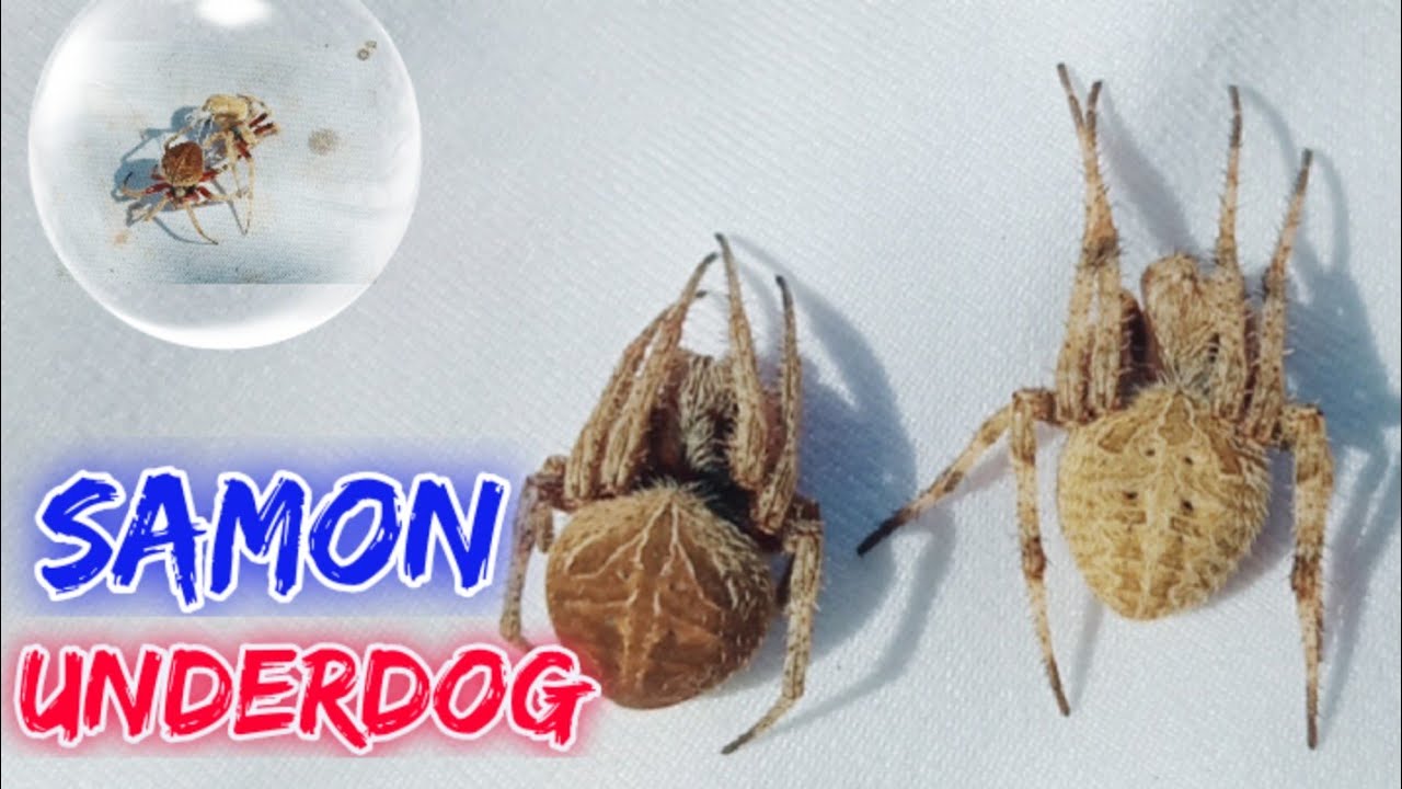 Markadong Samon VS Jumbo Size Gensan - Hanggang Dulo Sakmalan