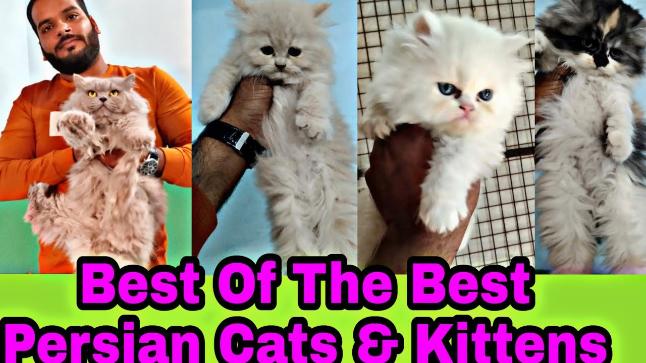 Cat Farming In India | Persian Cat Farm | Aman Cattery Of Bhopal