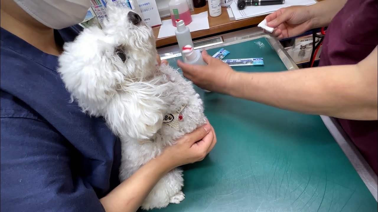 【検査結果】一生治ることのない厄介な膀胱結石と判断されてしまいました