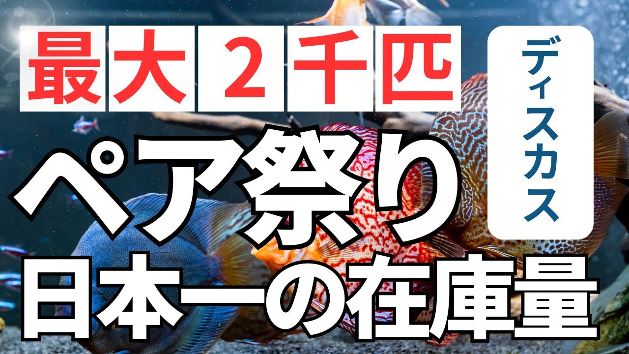 【改良種ディスカス在庫状況レポ】春のペア祭り即ブリード可能な産卵経験豊富なペアでの飼育販売中。体着している稚魚も付いてくるので？ペットバルーンのディスカスコーナーは産卵フィーバー。副業で繁殖ブリーダー