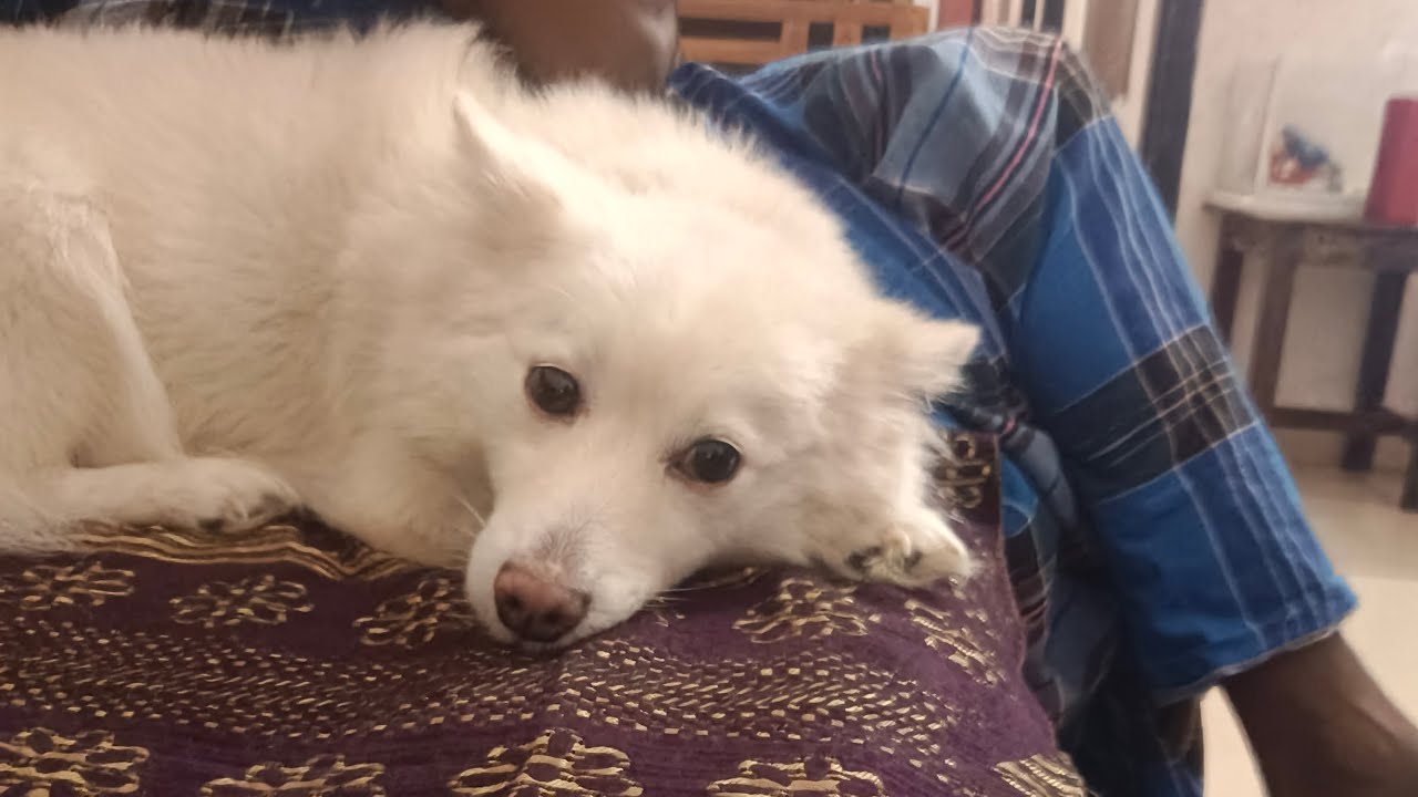 കുശുമ്പി പാറു അച്ചുസ് #selfish Achukutty💕💕#doglover #dog