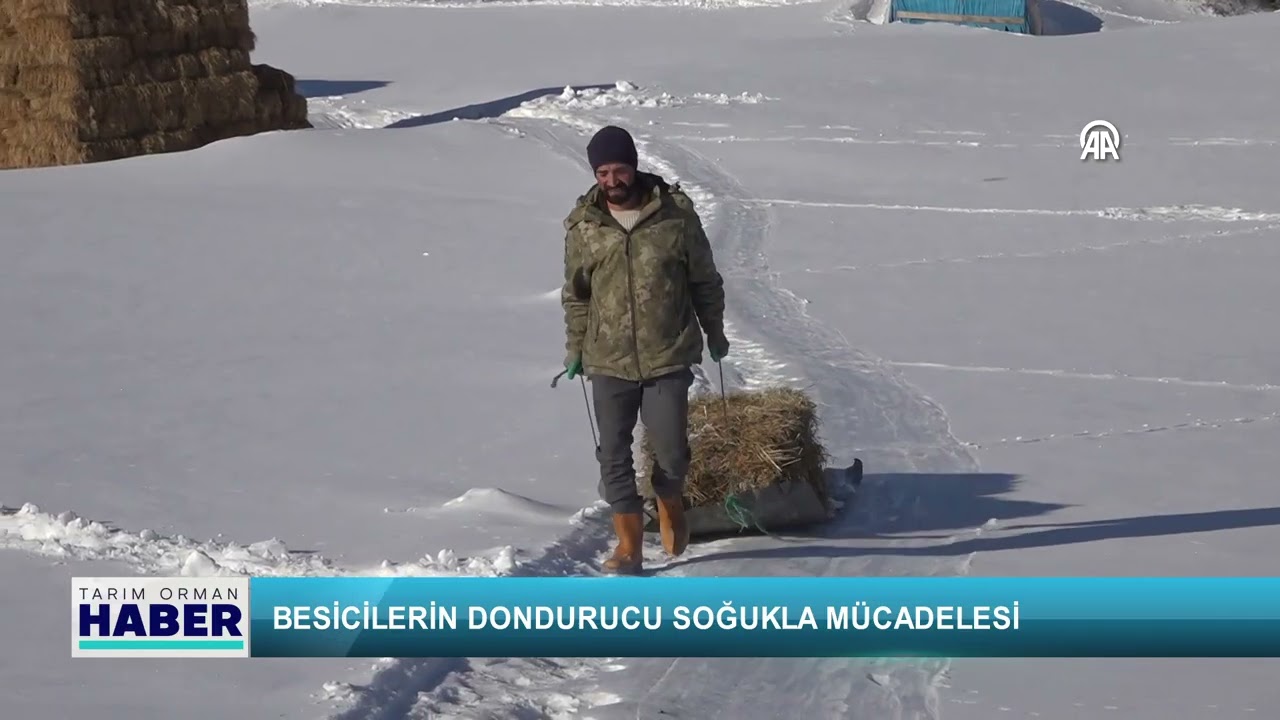 Besicilerin dondurucu soğukla mücadelesi