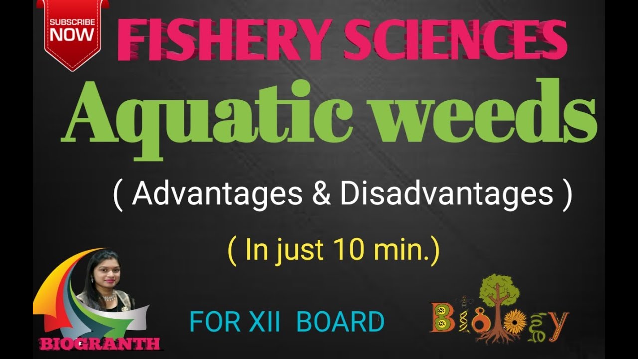 Aquatic Weeds Advantage & Disadvantage(12th Board )