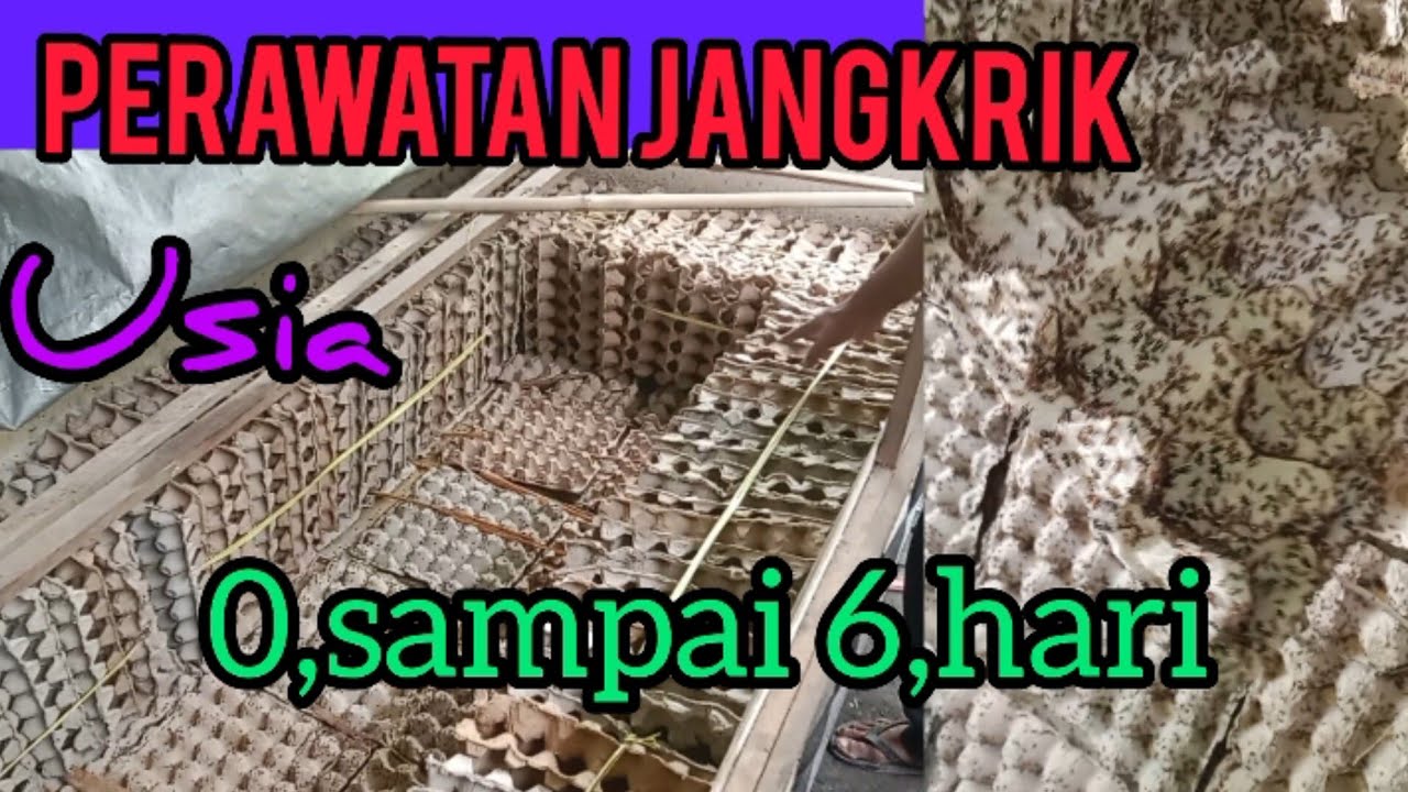 cara mudah budidaya jangkrik, menaikan eggtrae atau piring telor tahap awal (2)