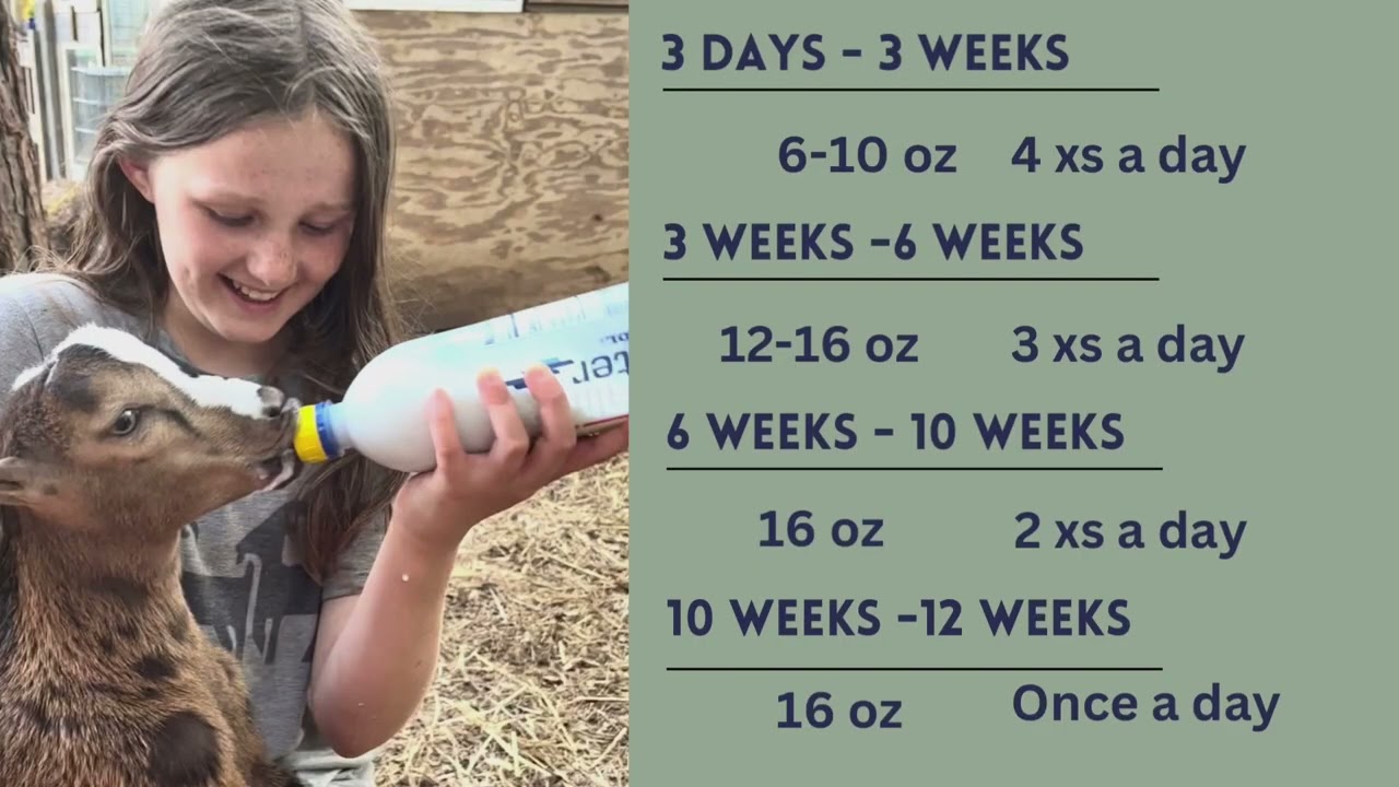 Training Our 6 Week Old Baby Goat to a Bottle or Wean Her From Milk?